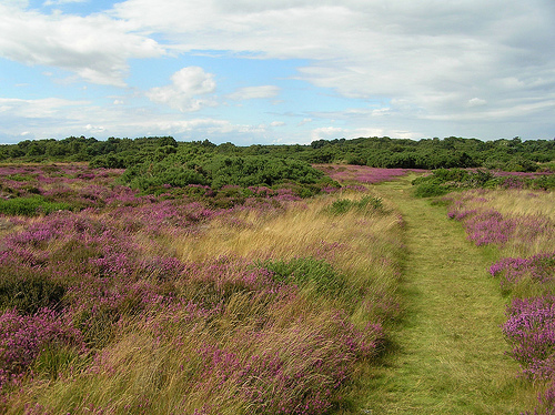 Dunwich Heath